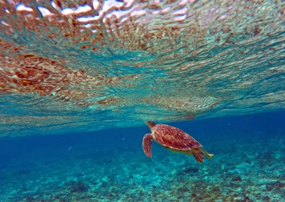 Green Sea Turtle in Grand Cayman