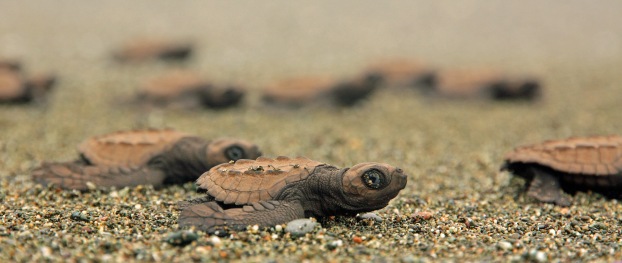 Olive Ridley Sea Turtle in Costa Rica